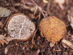Tuber tomentosum