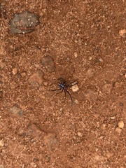 Latrodectus menavodi