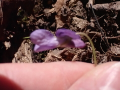Viola