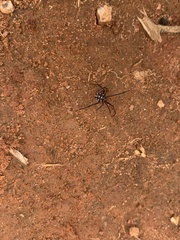 Latrodectus menavodi