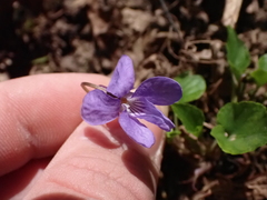Viola
