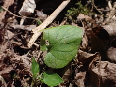 Viola