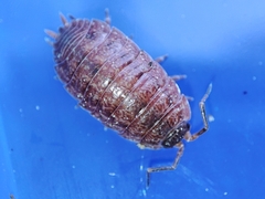 Porcellio debueni