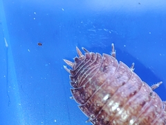 Porcellio debueni