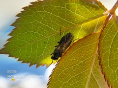 Cladius pectinicornis