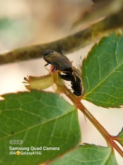 Cladius pectinicornis