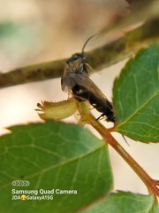 Cladius pectinicornis