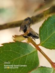 Cladius pectinicornis