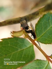 Cladius pectinicornis