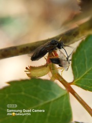 Cladius pectinicornis