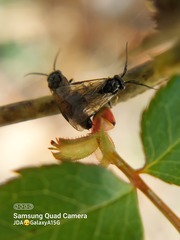 Cladius pectinicornis