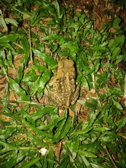 Rhinella marina