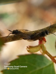 Cladius pectinicornis