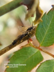 Cladius pectinicornis