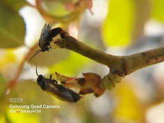 Cladius pectinicornis