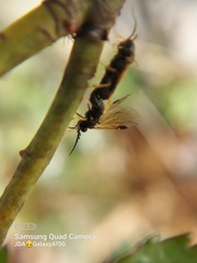 Cladius pectinicornis