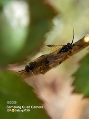 Cladius pectinicornis