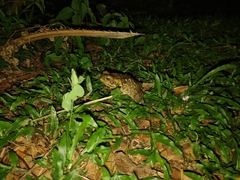 Rhinella marina