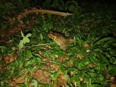 Rhinella marina