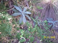 Agave temacapulinensis