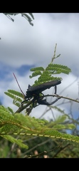 Anoplocnemis madagascariensis