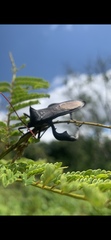 Anoplocnemis madagascariensis