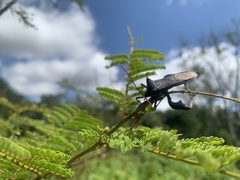 Anoplocnemis madagascariensis