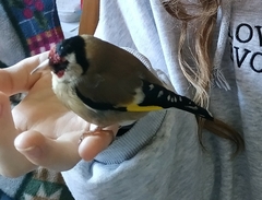 Carduelis carduelis