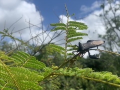 Anoplocnemis madagascariensis