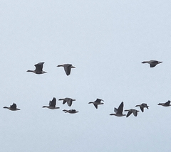 Anser serrirostris rossicus