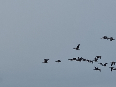 Anser serrirostris rossicus