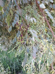 Dalbergia miscolobium