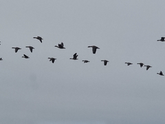 Anser serrirostris rossicus