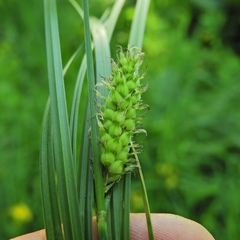 Carex pellita
