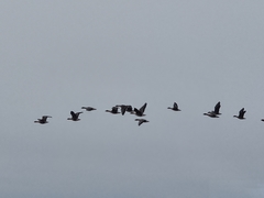 Anser serrirostris rossicus