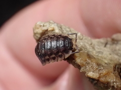 Oniscus asellus