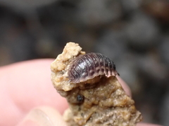 Oniscus asellus