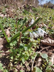 Puschkinia scilloides