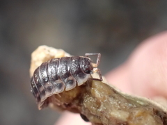 Oniscus asellus