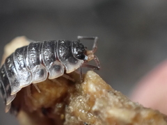 Oniscus asellus