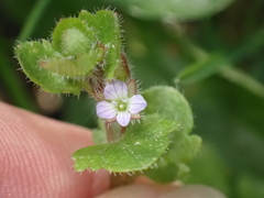 Veronica sublobata