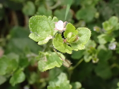 Veronica sublobata