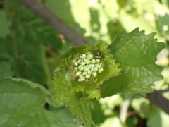 Alliaria petiolata