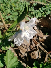 Puschkinia scilloides