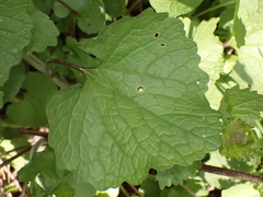 Alliaria petiolata