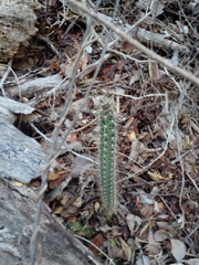 Acanthocereus oaxacensis