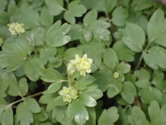 Adoxa moschatellina