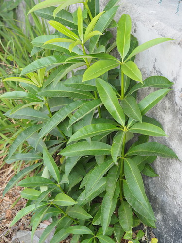 Alstonia scholaris