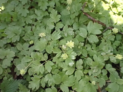 Adoxa moschatellina