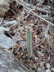 Acanthocereus oaxacensis
